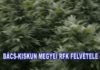 Hét évet kapott a kenderültetvényt kukoricásba rejtő lakiteleki férfi
