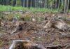 Több milliós kárt okoznak a fatolvajok Kiskunhalason