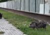 Pumba egy pulira cserélte Timont és így rótták a kecskeméti utcákat (videóval)